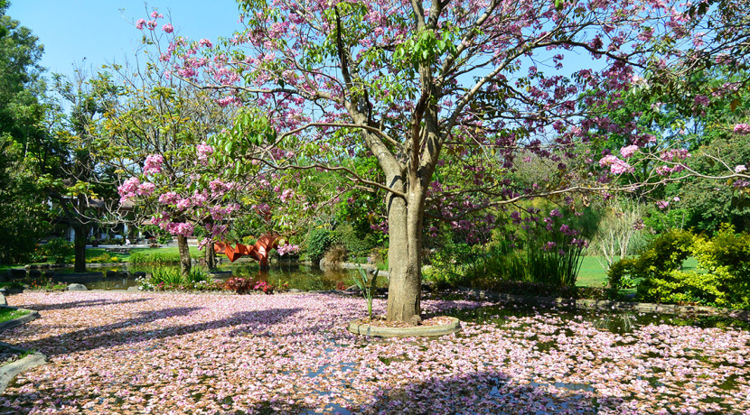 Bienes_raices_de_lujo_en_el_bosque_con_alberca_casa_de_campo_Tepoztlan_Morelos_Mexico_Residencia_campestre_33