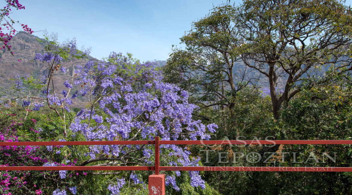 Casa_en_el_corazon_del_valle_de_atongo_para_remodelacion_jardin_selvatico_arboles